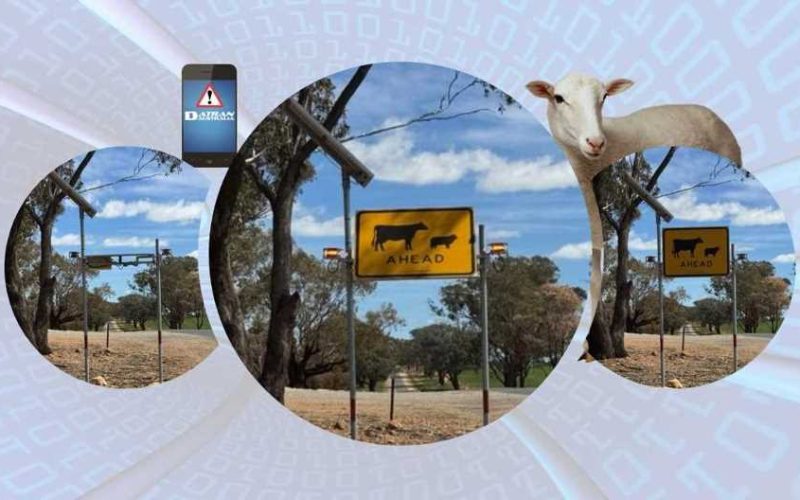 Animal warning signs - sheep ahead