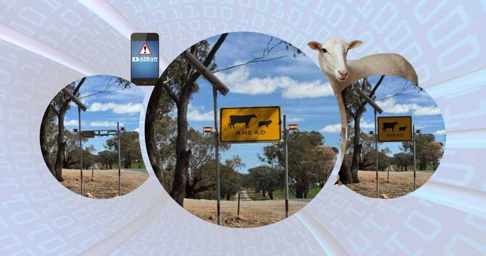 Animal warning signs - sheep ahead